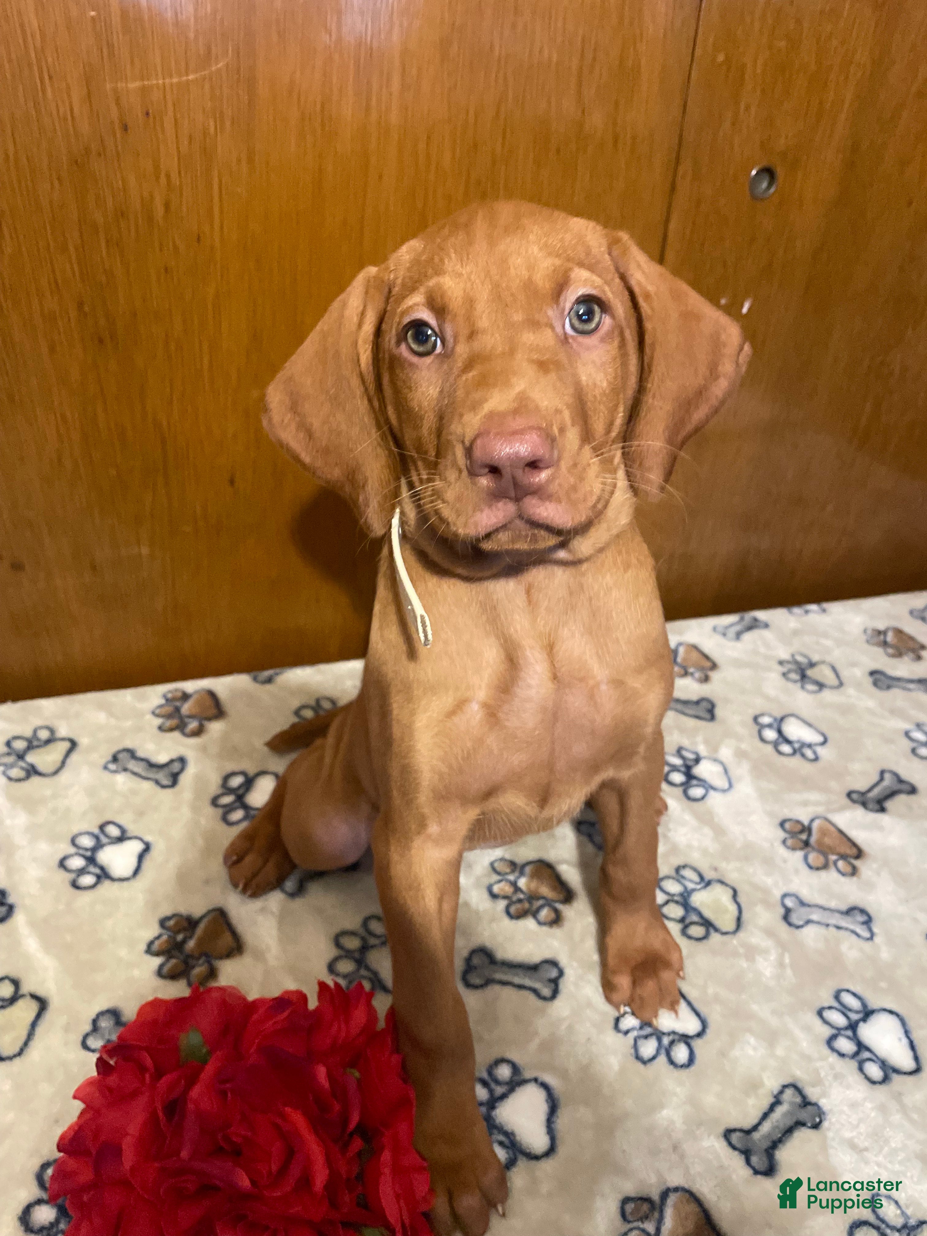 Vizsla dogs Stella - Ad 12