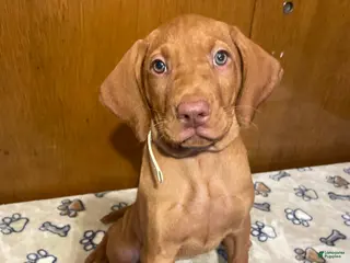 Vizsla dogs Stella - Ad 18