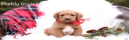 Labradoodle dogs for sale: Buddy - Ad 1