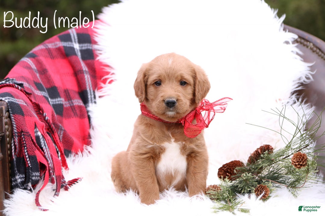 Labradoodle dogs for sale: Buddy - Ad 1