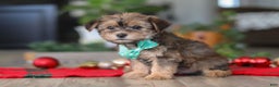 Morkie dogs for sale: Buddy - Ad 3