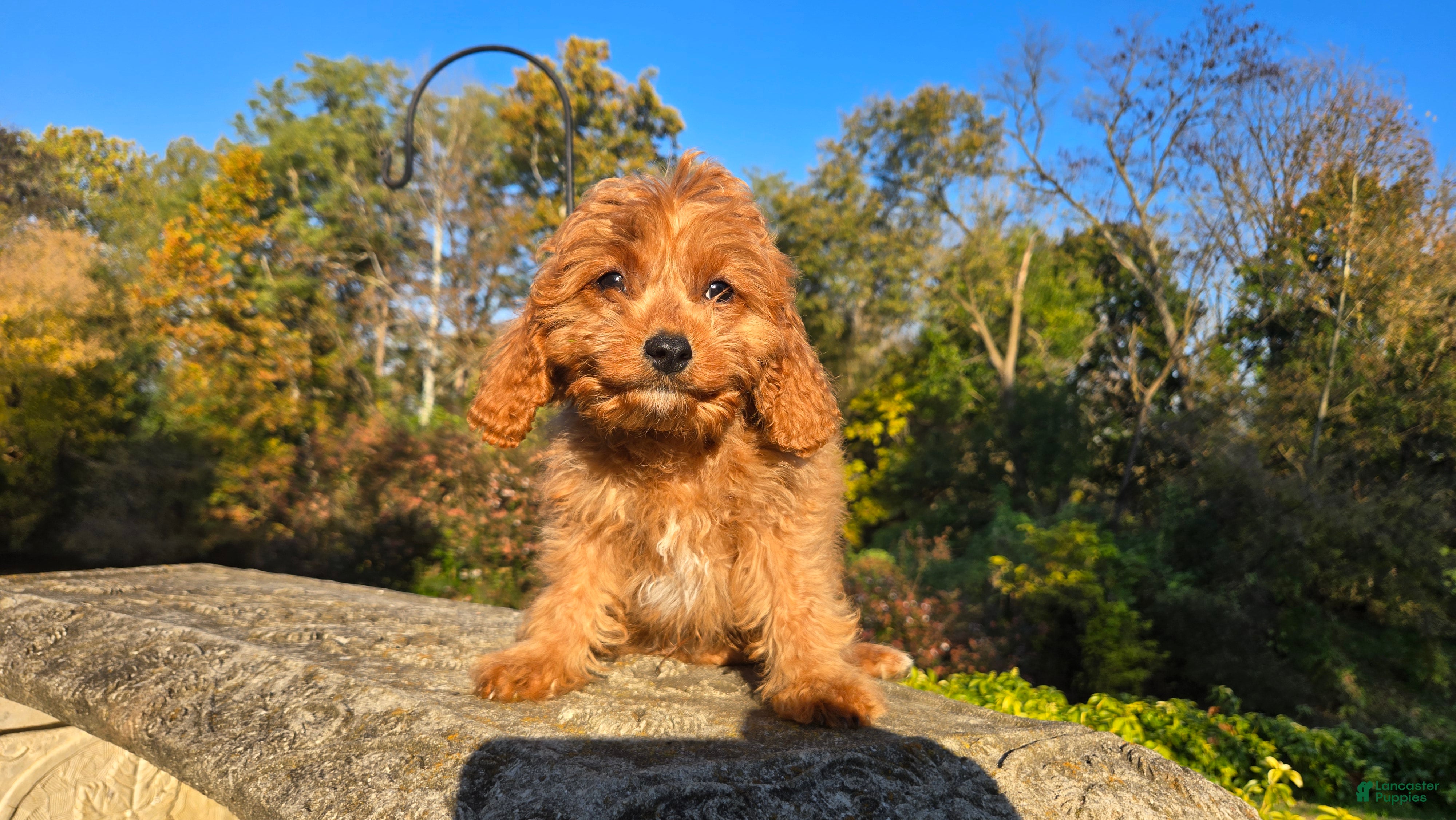 Cavapoo dogs for sale: Johan - Ad 1