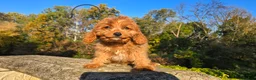 Cavapoo dogs for sale: Johan - Ad 1