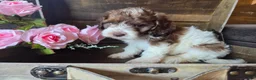 Cockapoo dogs for sale: Chic - Ad 5