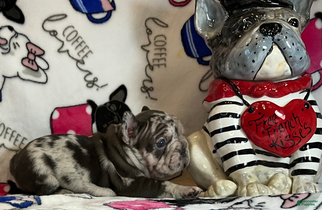 French Bulldog dogs for sale: Arrow - Ad 19