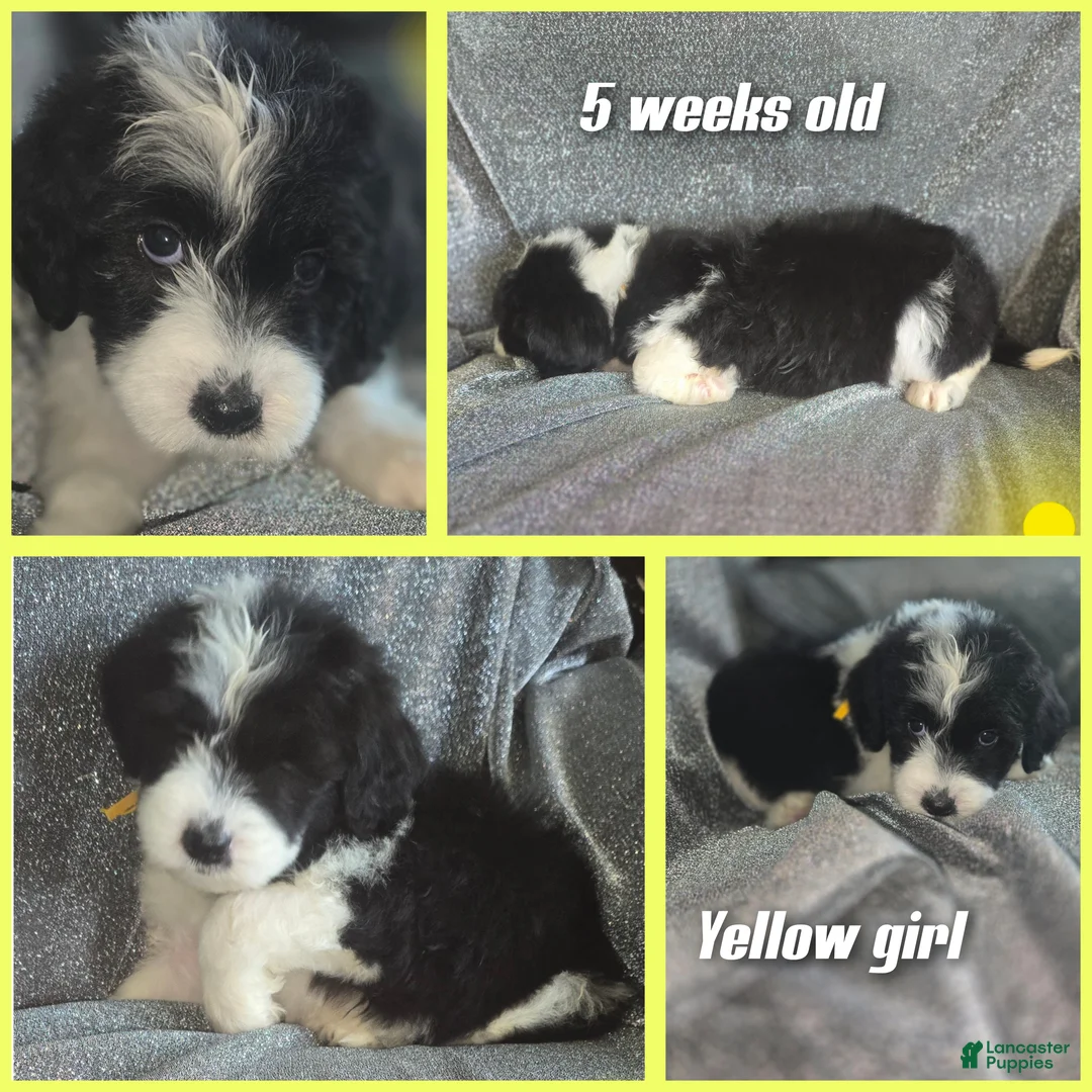 Sheepadoodle dogs for sale: Iris- yellow collar  - Ad 2