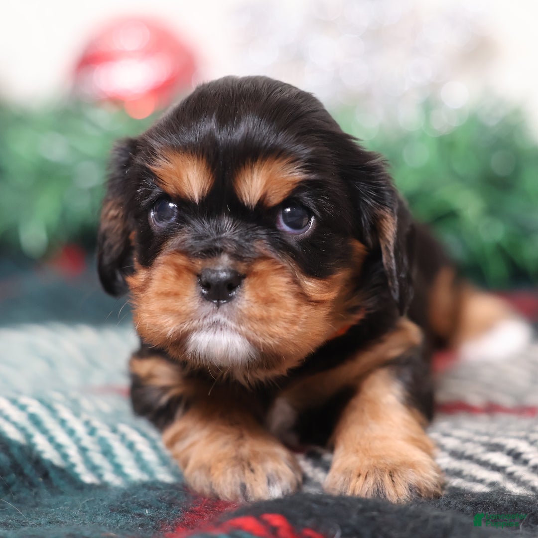 Cavalier King Charles Spaniel dogs for sale: Opal | Genetically Screened  - Ad 1