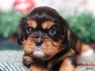 Cavalier King Charles Spaniel dogs Opal | Genetically Screened - Ad 10