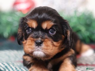 Cavalier King Charles Spaniel dogs Opal | Genetically Screened - Ad 32