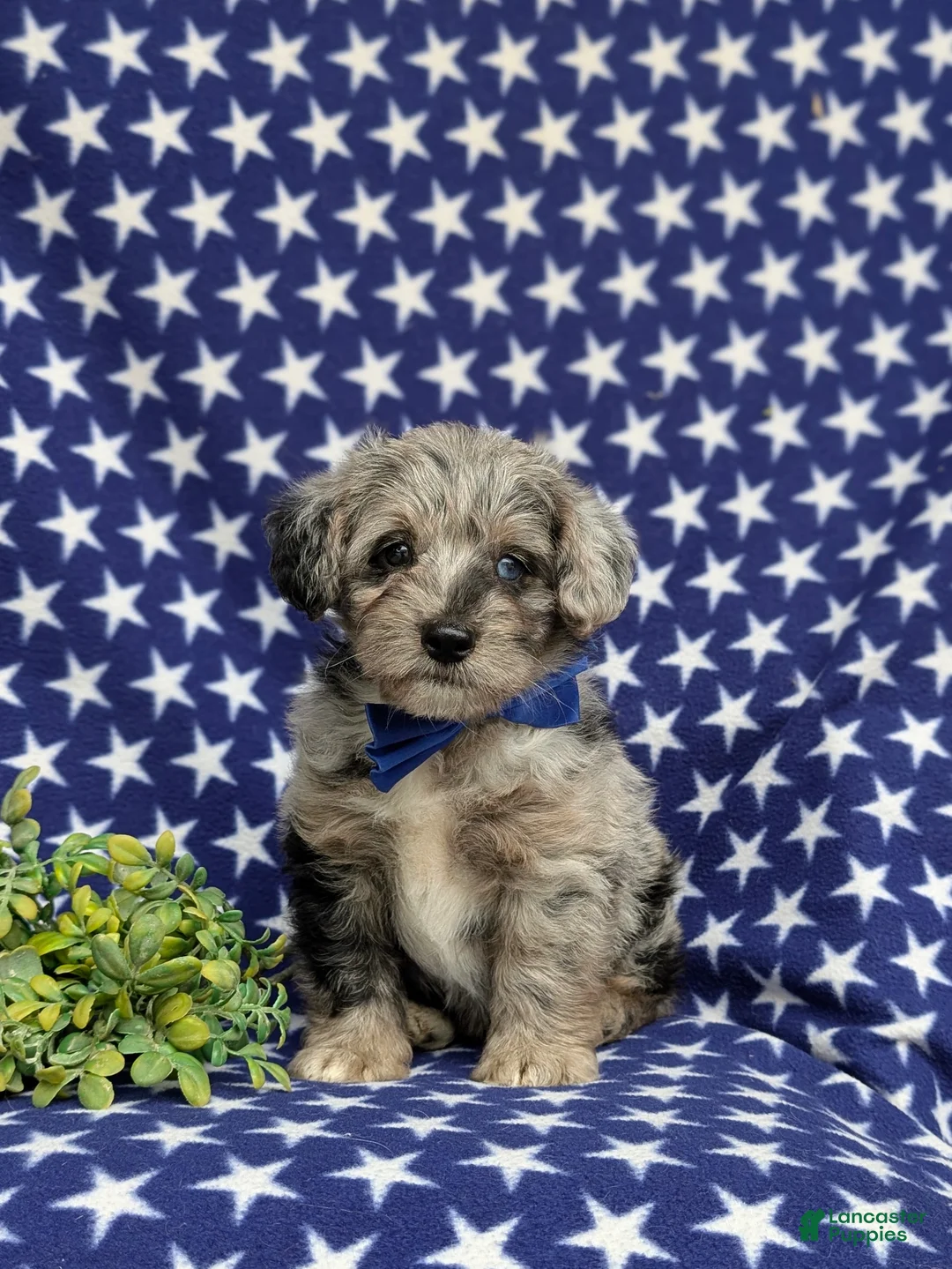Corgipoo dogs for sale: Dalton - Ad 2