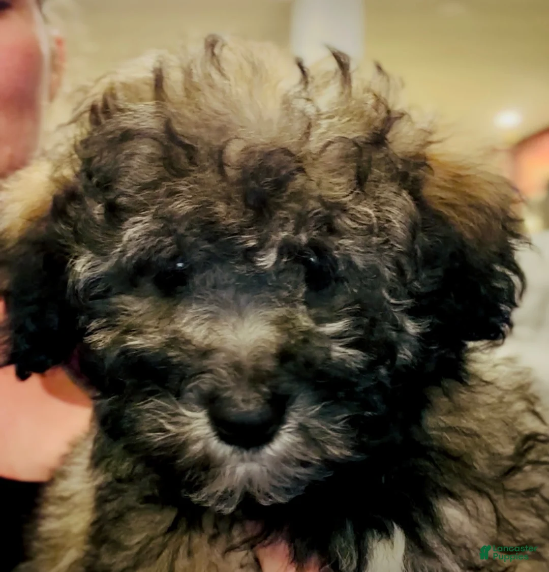 Mixed Breed dogs for sale: Little boy - Ad 2