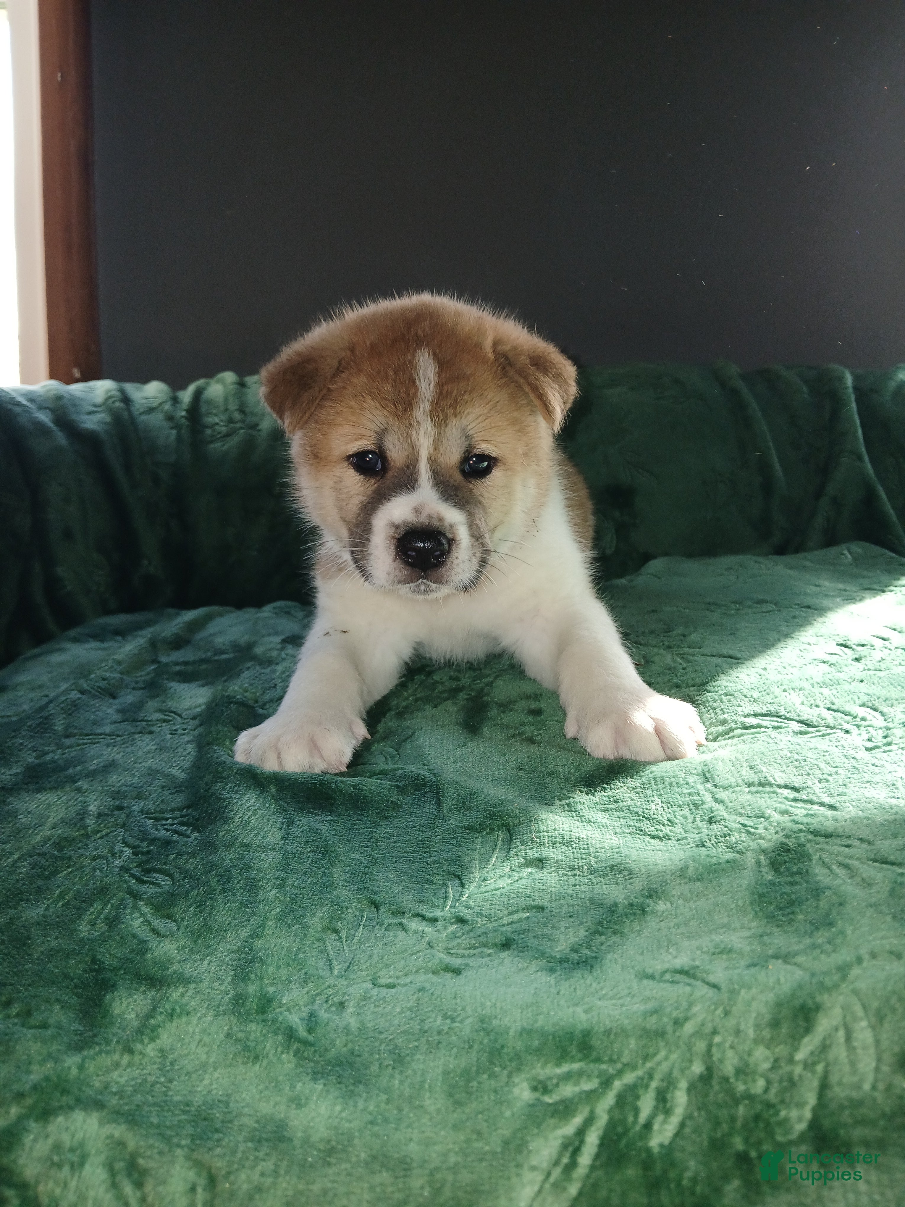 Akita dogs Timber - Ad 2