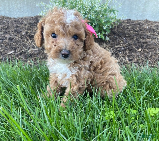 Toy Poodle dogs Faith - Ad 2