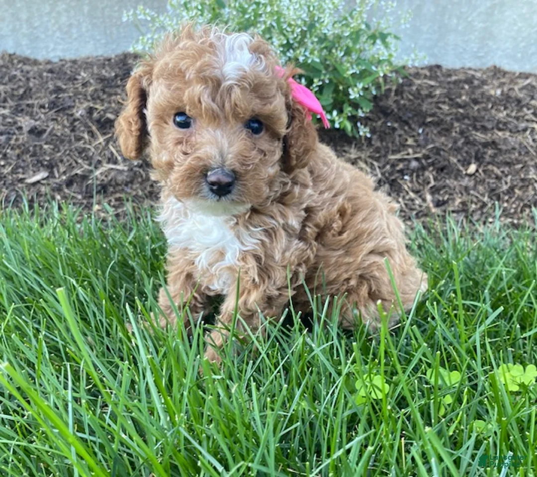 Toy Poodle dogs for sale: Faith - Ad 2