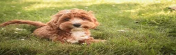 Cavapoo dogs for sale: Herbie - Ad 3