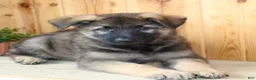 German Shepherd dogs for sale: Parker - Ad 8