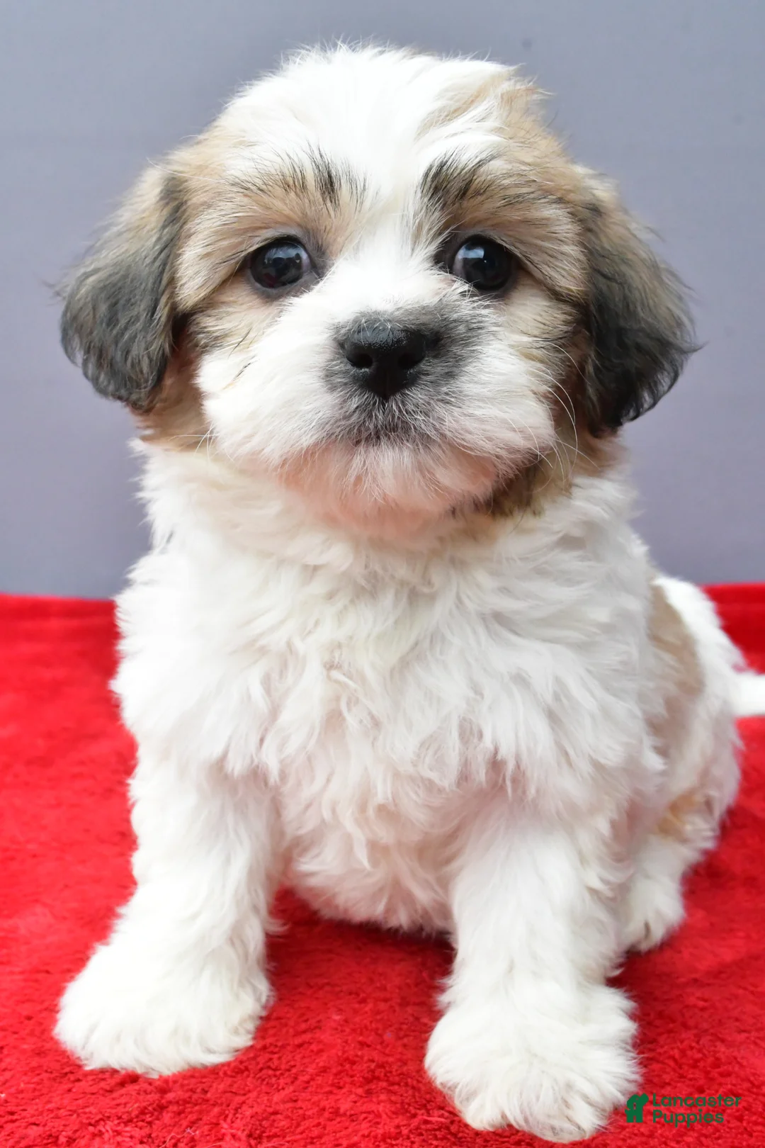 Teddy Bear dogs for sale: Taffy - Ad 2