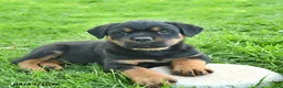 Rottweiler dogs for sale: Bandit  - Ad 4