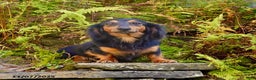 Miniature Dachshund dogs for sale: Snuggles   - Ad 7