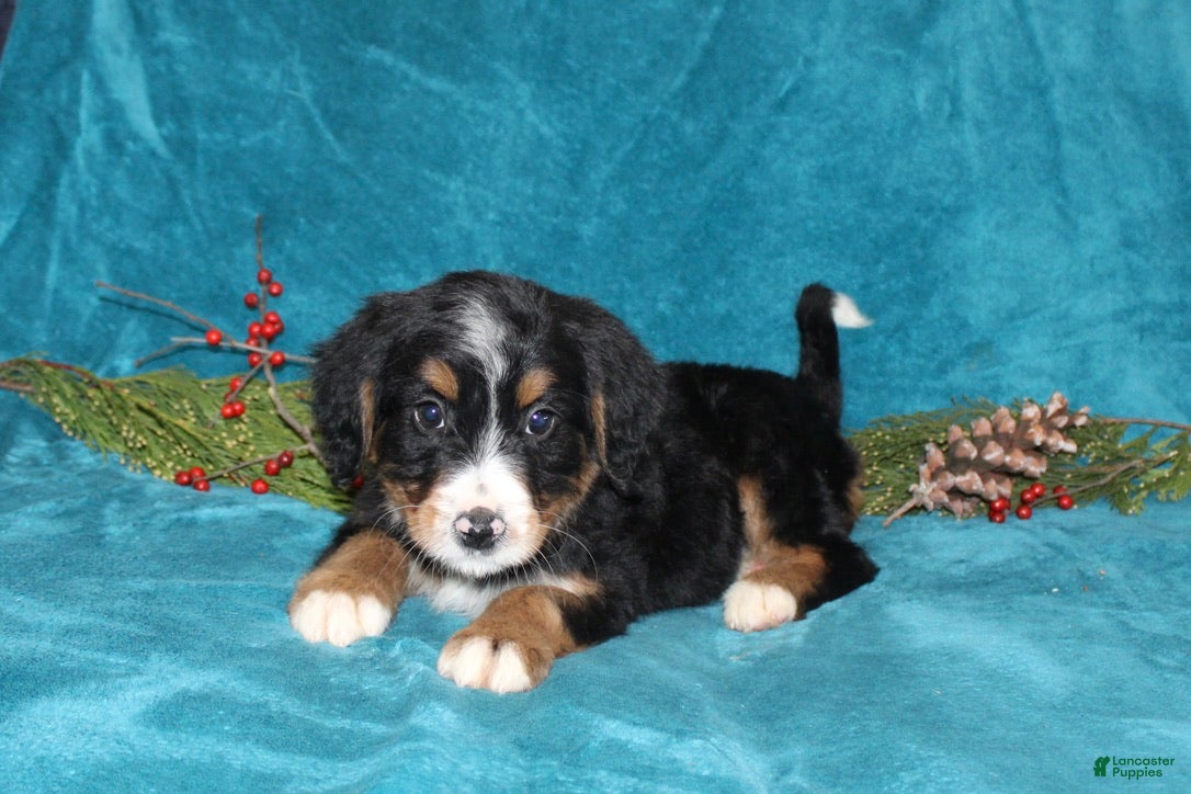 Mini Bernedoodle dogs Buddy - Ad 31