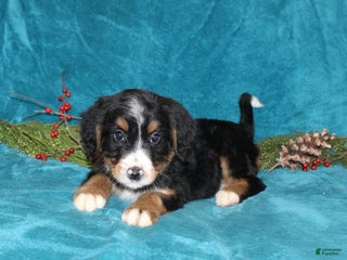 Mini Bernedoodle dogs Buddy - Ad 31