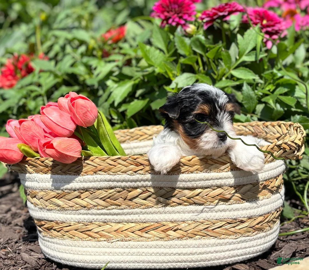 Biewer Terrier dogs for sale: Biewer Terrier 3 - Ad 1
