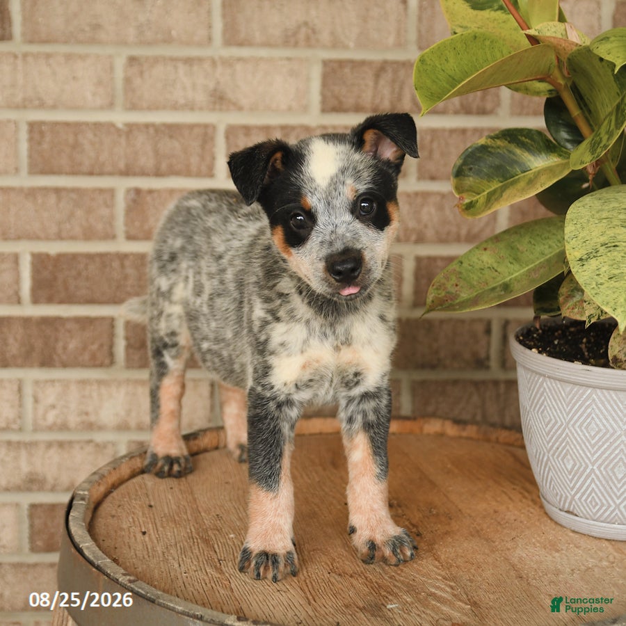 Australian Cattle Dog dogs Mickey - Ad 2