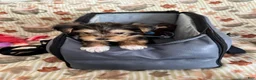 Yorkshire Terrier dogs for sale: Yorkshire Grey - Ad 5