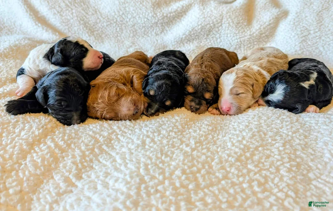 Bernedoodle dogs for sale: Bernedoodle 1 - Ad 2
