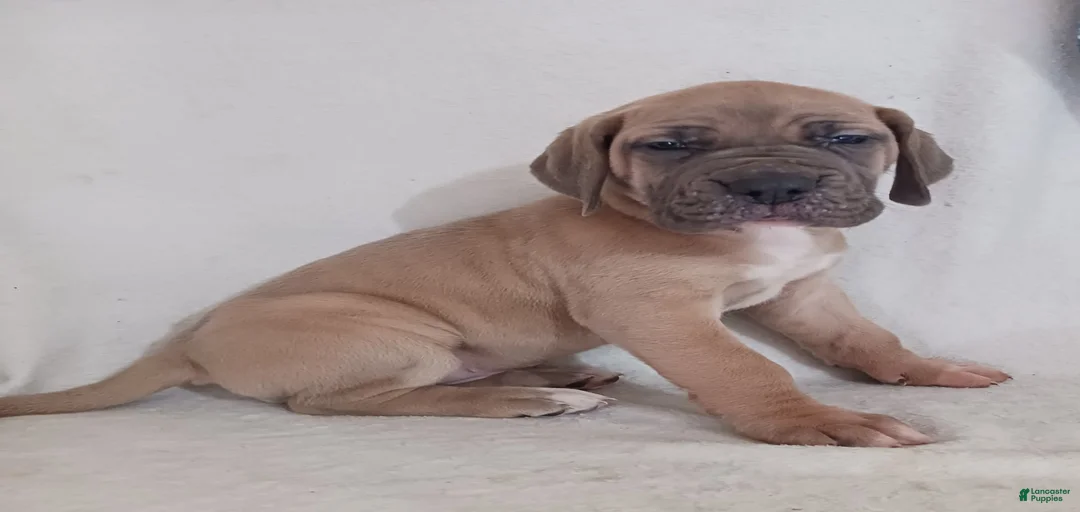 Gallery Image {{count}}