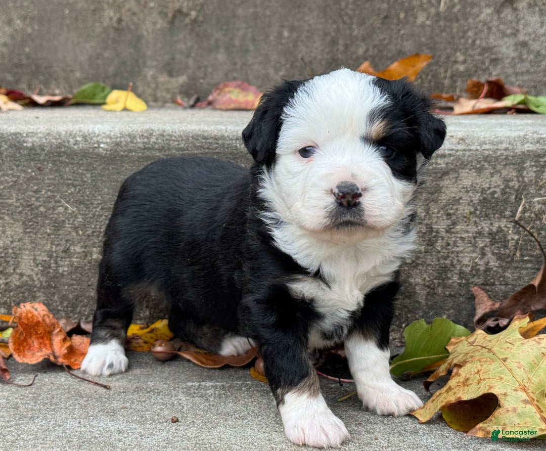Miniature Australian Shepherd dogs for sale: Miniature Australian Shepherd Puppy 2 - Ad 2