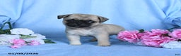 Pug dogs for sale: Theodore - Ad 4