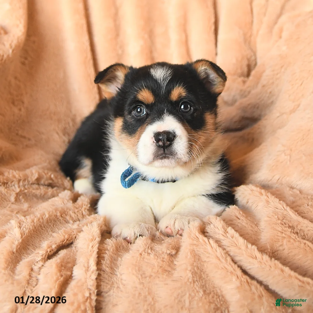 Welsh Corgi Pembroke dogs for sale: Daisy - Ad 4