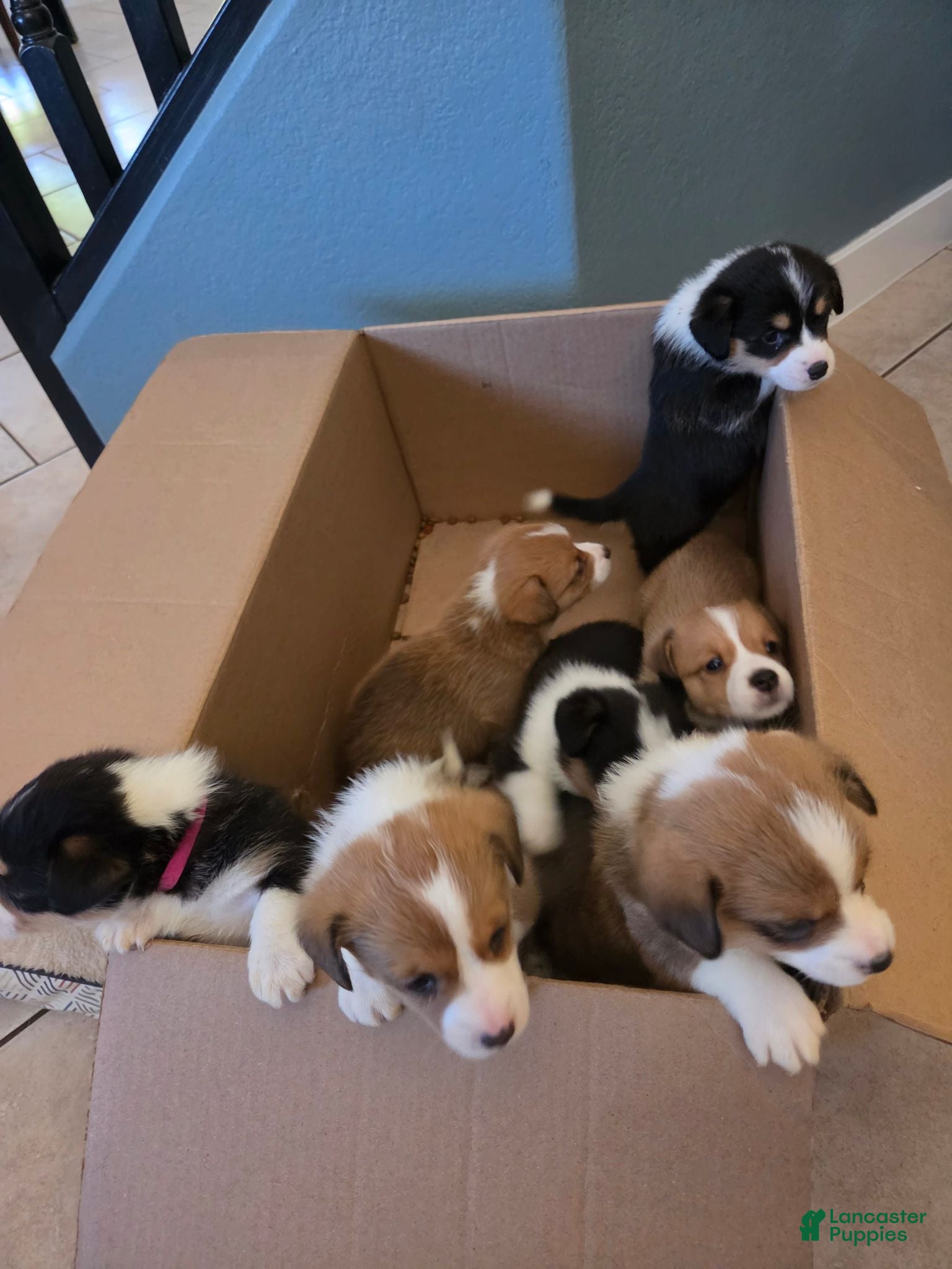 Mixed Breed dogs for sale: Brown - Ad 3