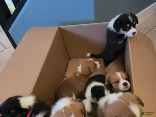 Mixed Breed dogs Brown - Ad 42