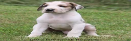 Great Dane dogs for sale: Great Dane 3 - Ad 12