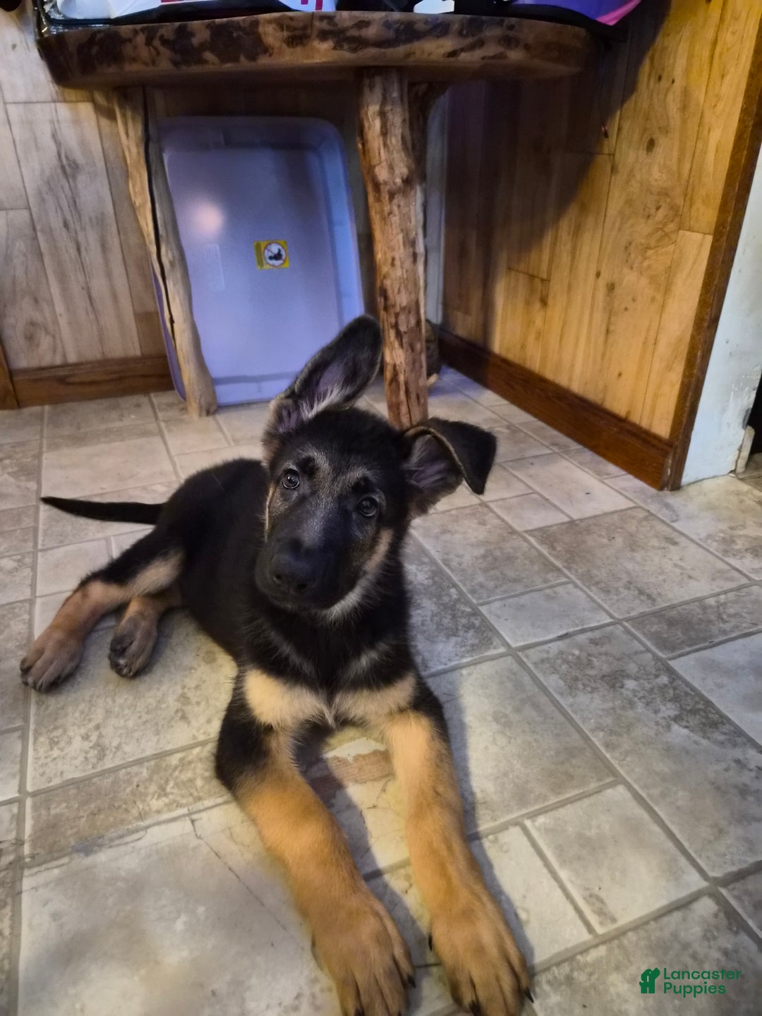 German Shepherd dogs for sale: German Shepherd Puppy 1 - Ad 2