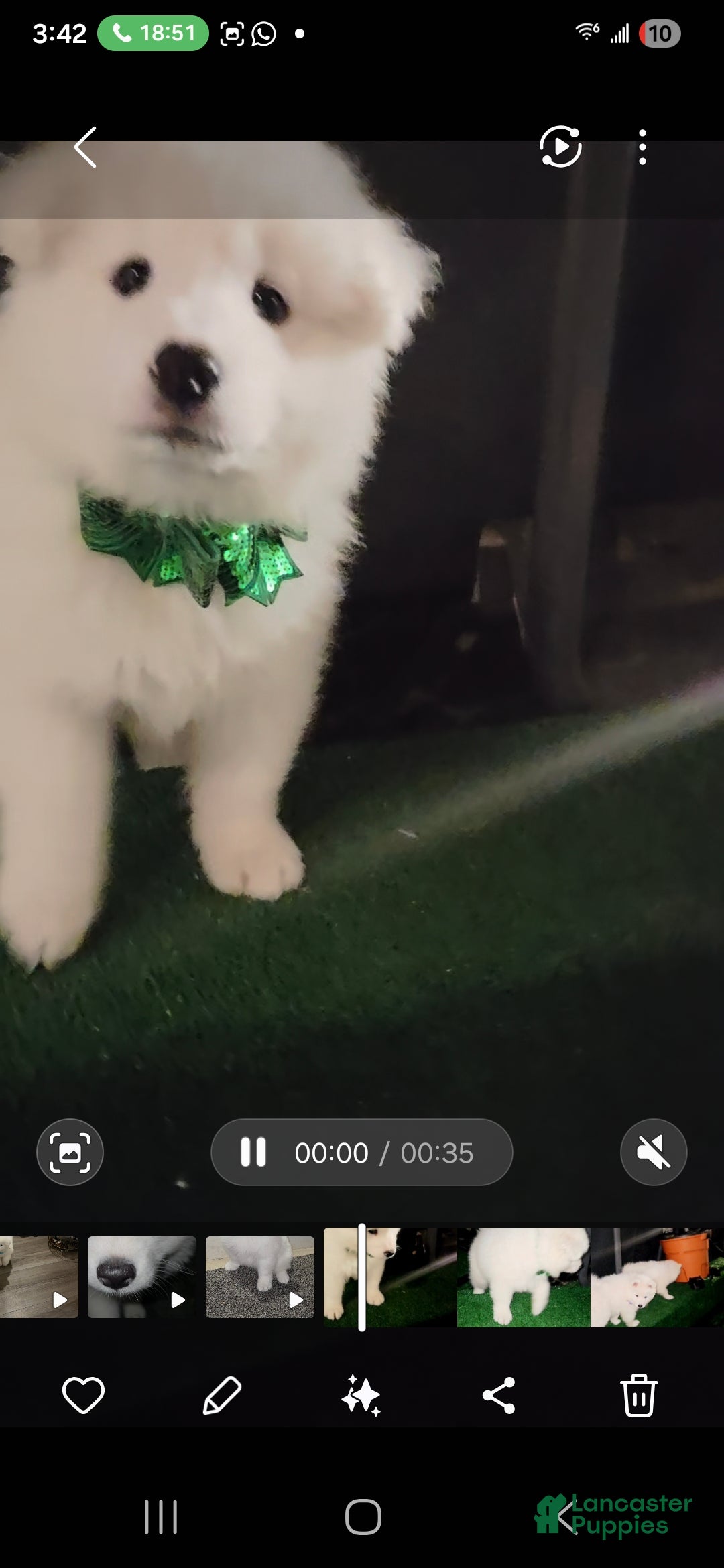 Samoyed dogs for sale: Mellow - Ad 4