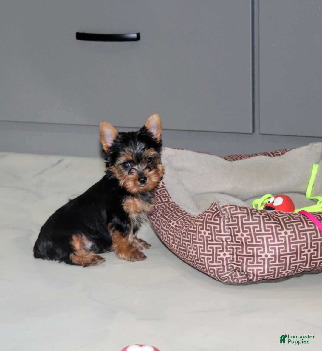 Yorkshire Terrier dogs for sale: Rocket - Ad 3