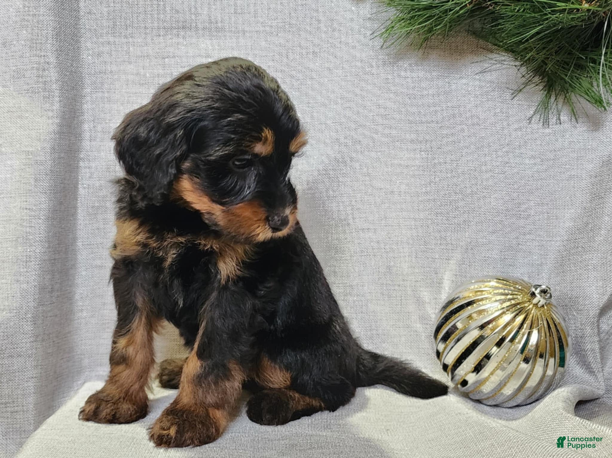 Mini Bernedoodle dogs Donner - Ad 13