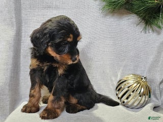 Mini Bernedoodle dogs Donner - Ad 21