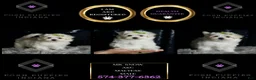 Maltese dogs for sale: Mr. Snow - Ad 7