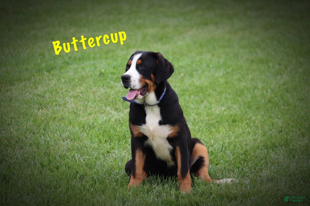 Cane Corso Greater Swiss Mountain Great Dane Pyrenees Mix Greater