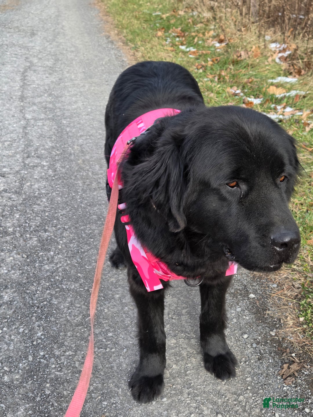 Newfoundland dogs for sale: Dakota  - Ad 2