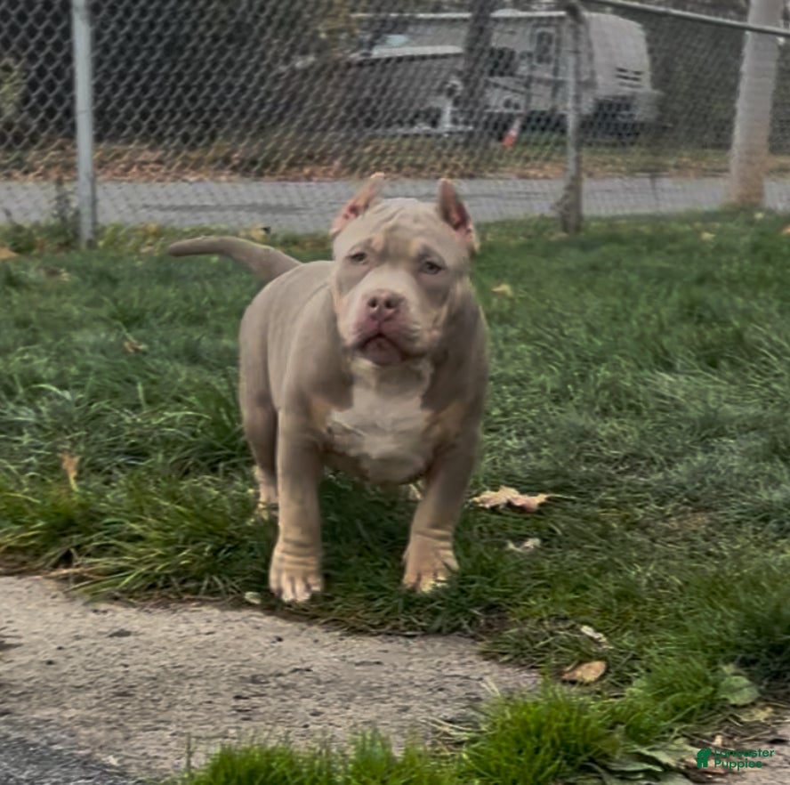 American Bully dogs American Bully Male - Ad 5