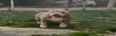 American Bully Male
