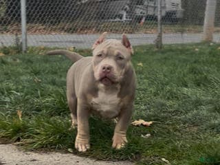 American Bully dogs American Bully Male - Ad 40