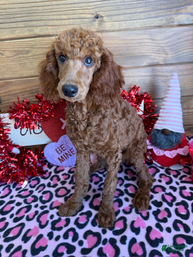 Standard Poodle dogs Irish - Ad 38