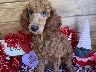 Standard Poodle dogs Irish - Ad 38