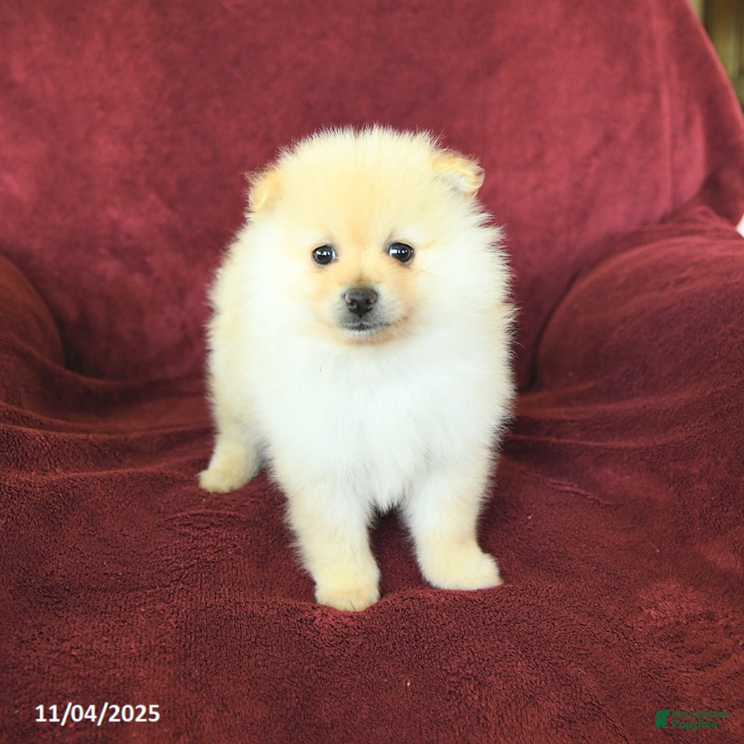 Pomeranian dogs for sale: Pickles - Ad 2